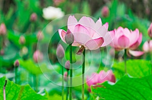 Lotus pond