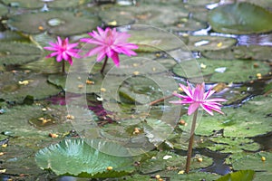 Lotus in pond