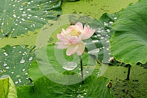 Lotus pond