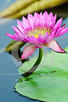 Lotus in a pond