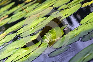 Lotus pond