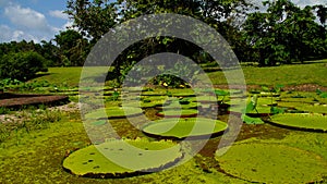 Lotus pond around gunpowder storage in Fort Nieuw Amsterdam, Marienburg, Suriname