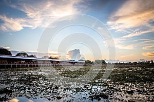 Lotus pond and beautiful sky with sunset and boat for sightseein