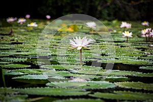 A lotus surround by lotus leaves