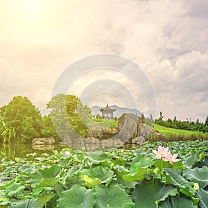 Lotus pond in blooming at noon and Chinese Pavilion