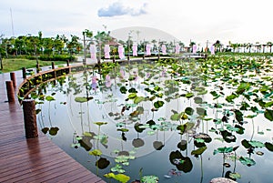 Lotus pond with brown boardwalks