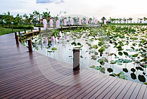 Lotus pond with brown boardwalks