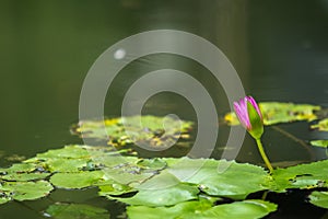 Lotus in pond