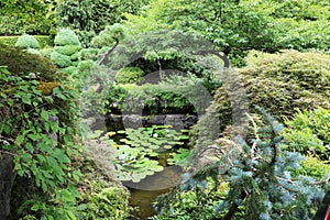 A lotus pond in the Butchart Garden