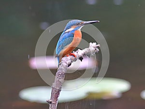 The lotus pond in Common Kingfisher photo