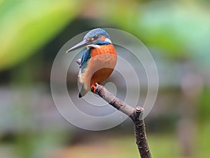 The lotus pond in Common Kingfisher photo