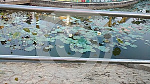 Lotus pond with lotus flowers