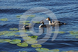 Lotus pond duck family