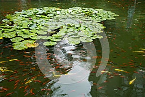 The lotus pond, fish pond