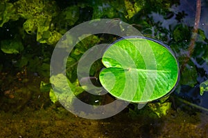 Lotus pond. Green fresh leaf plant with drop dew in garden lake with water reflection. Abstract macro nature background