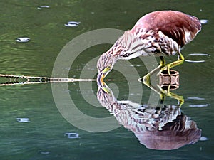 Lotus pond and green heron photo
