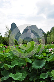 Lotus pond in guilin