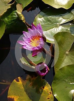 Lotus in Pond
