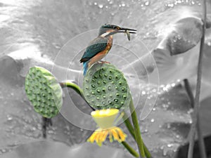 Lotus pond kingfisher photo