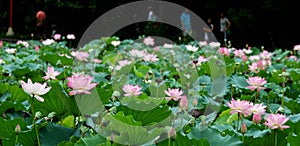 Lotus pond landscape