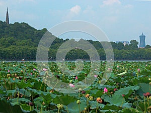 Lotus pond landscape