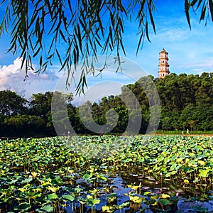 Lotus pond landscape