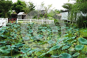 Lotus pond landscape, green lotus leaf, beautiful in nature, outdoor