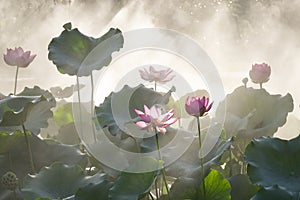 Lotus pond in the misty morning