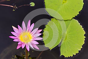 Lotus in the pond , nature