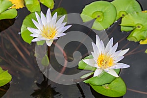 Lotus in the pond , nature