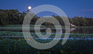 Lotus pond at night