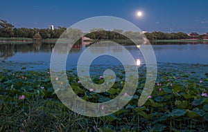 Lotus pond at night