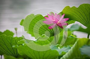 Lotus pond at night