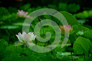 Lotus in pond