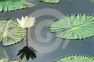 Lotus in pond with reflection and copy text space