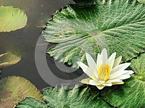 Lotus in pond with reflection and copy text space