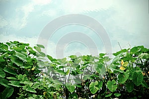 Lotus pond and reflection of sky