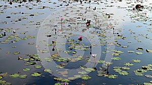 Lotus pond photo