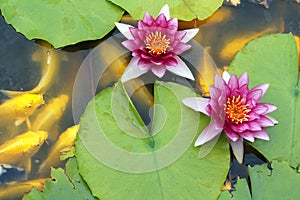 Lotus pond