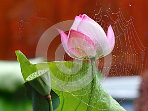 Lotus pond with spider webs photo