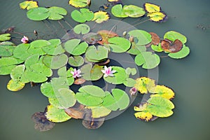 Lotus pond