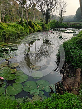 Lotus pond in the tropics surrounded by trees