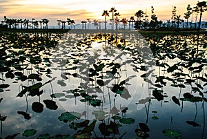 Lotus pond in twilight