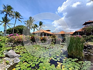 Lotus Pond under the sunshine