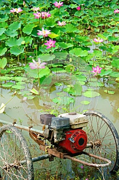 Lotus pond, Vietnam flowers
