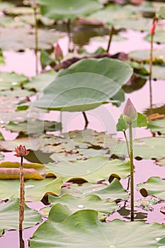 Lotus pond water