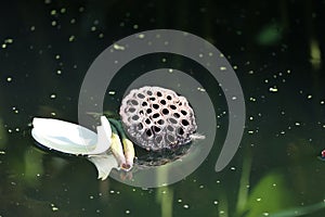 Lotus pond and white fallen leaf