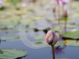 Lotus pond and  wooden boat