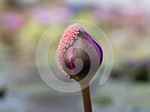 Lotus pond and  wooden boat