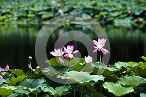 Lotus pool